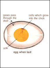 egg-incubating